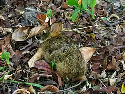 A brown and black rabbit seen from above in leaf litter