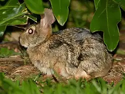 A black and brown rabbit in profile under leaves