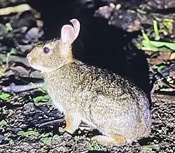 Brown rabbit with pink ears