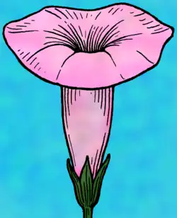 Diagram of sympetalous flower