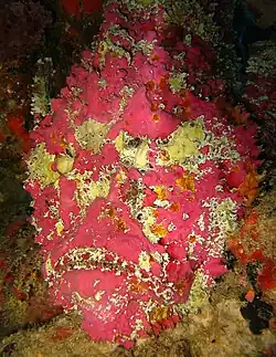 The most venomous known fish is the reef stonefish.[42][43]