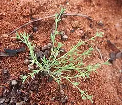 green plant