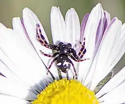 S. anatolicum