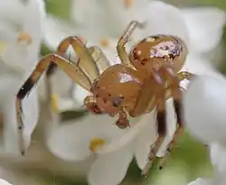 S. decens