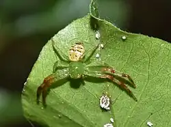 S. diana