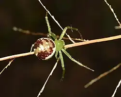 S. langheldi