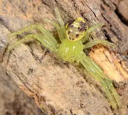 female