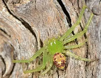 female