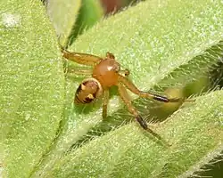 S. mandibulare