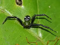 S. revolutum