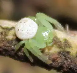 S. riflense