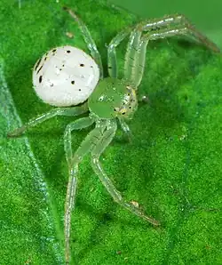 female