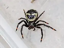 S. utotchkini