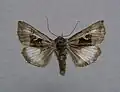 Syngrapha parilis