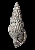 Type specimen (holotype of S. complexa)