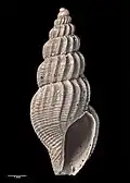 Type specimen (holotype of S. compta)