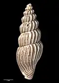 Reverse view of holotype