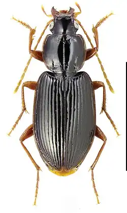 Synuchus congruus