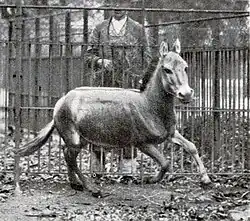 A galloping wild ass in Vienna Zoo, 1915. The local subspecies is now extinct.[11]