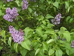 Leaves and flowers