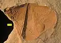 Syringothyris external mold with borings; Logan Formation; Wooster, Ohio.