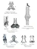 The syringes of various bird species
