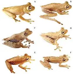Six light brown treefrogs, labeled A to E