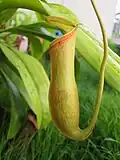 Upper pitcher of cultivated mature plant