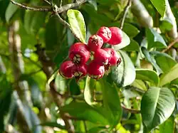 Ripe fruit