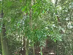 Habit