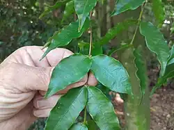 Foliage