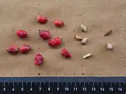Fruit and seeds