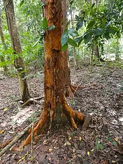 A large tree trunk with red brown flaky bark