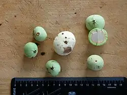 Fruit