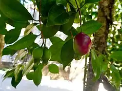 Fruit