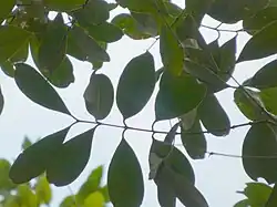 Foliage