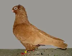 Yellow hungarian Highflyer (Szegedin)