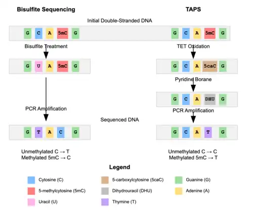 TAPS vs Bisulfite sequencing for DNA methylation
