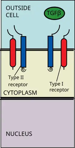 TGF Beta ligand binds to receptor