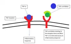 A diagram of a cell wall that shows the function of TNF-α and TNF- α inhibitor. With a TNF- α inhibitor in the TNF receptor, a TNF- α protein cannot bind to the receptor, which prevents the inflammatory response.