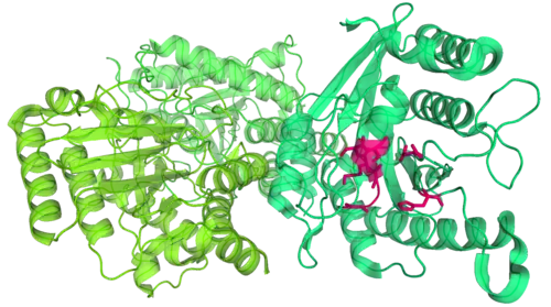 Toc34 from a pea plant. Toc34 has three almost identical molecules (shown in slightly different shades of green), each of which forms a dimer with one of its adjacent molecules. Part of a GDP molecule binding site is highlighted in pink.[53]
