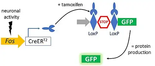 Schematic: function of the TRAP mouse