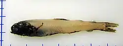 Taaningichthys bathyphilus