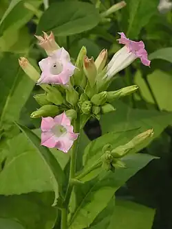 Tobacco plant