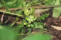 Ankarana arrowroot, Tacca ankaranensis, flower
