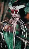 Tacca cristata, flowering