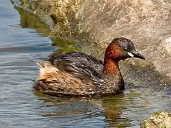 Little grebe, Catalonia