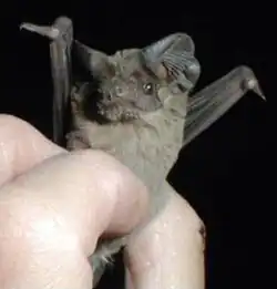 R&D was the first government office to work on the bat bomb experiments, in which bats were strapped with incendiary explosives and "trained" to nest in wooden Japanese targets.