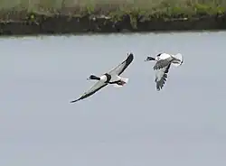 Common shelduck, Venice