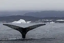 Humpback whale (Megaptera novaeangliae) in Disko Bay